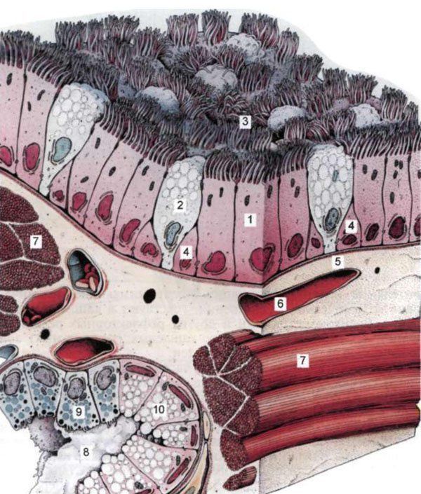 Мерцательный эпителий рисунок